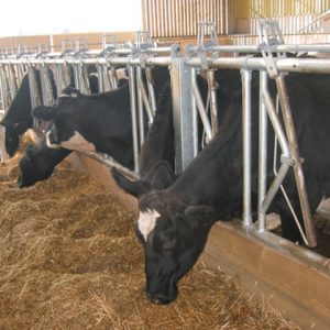 Cow Head Lock – Milkwell Milking Systems
